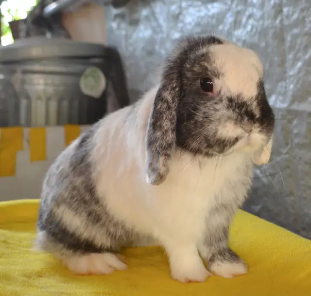 Oil, female holland lop bunny