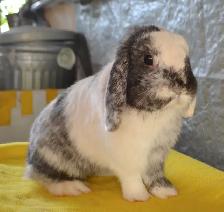Oil, female holland lop bunny
