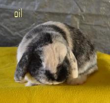 Oil, female holland lop bunny - Photo 2