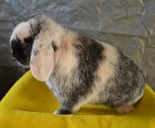 Oil, female holland lop bunny - Photo 3