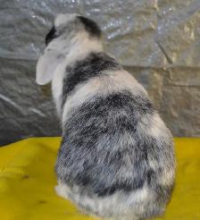 Oil, female holland lop bunny - Photo 4