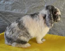 Oil, female holland lop bunny - Photo 5