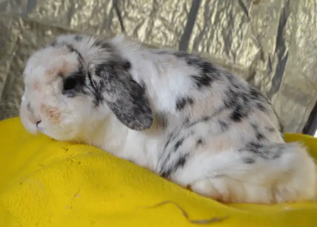 Cheer, holland lop adult female bunny