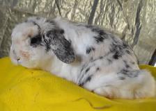 Cheer, holland lop adult female bunny