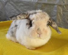 Cheer, holland lop adult female bunny - Photo 2