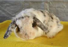 Cheer, holland lop adult female bunny - Photo 3