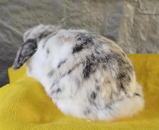 Cheer, holland lop adult female bunny - Photo 4