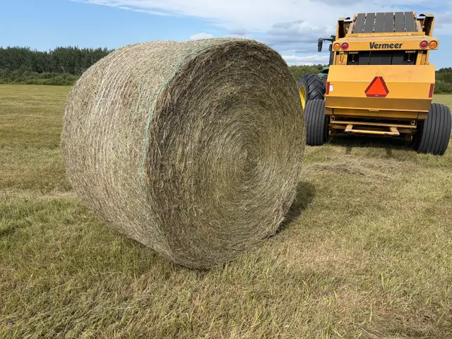 Grass Hay