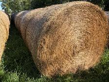 Grass Hay - Photo 6