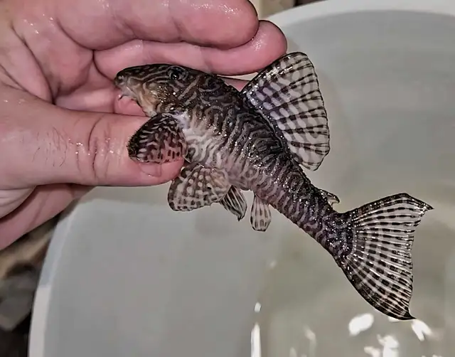 L066 king tiger pleco 4.5'