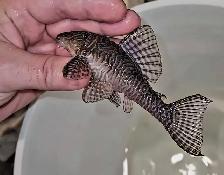L066 king tiger pleco 4.5'