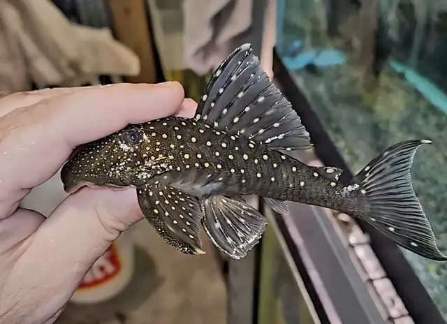 L128 blue phantom pleco 4.5'