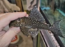 L128 blue phantom pleco 4.5'