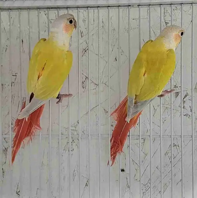 2 Female Suncheek Conures – Gorgeous & Healthy