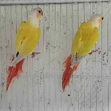 2 Female Suncheek Conures – Gorgeous & Healthy