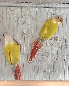 2 Female Suncheek Conures – Gorgeous & Healthy - Photo 2
