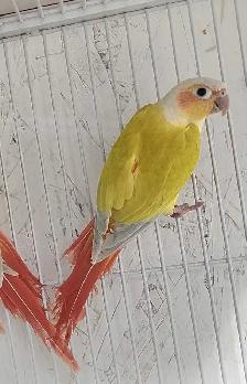 2 Female Suncheek Conures – Gorgeous & Healthy - Photo 3