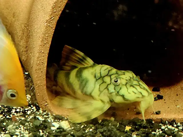 L135 wormline pleco 4'