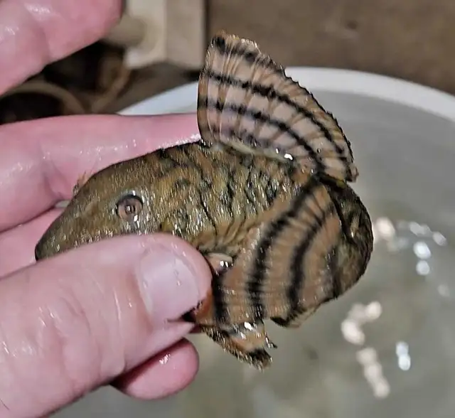 L397 red tiger pleco 4'