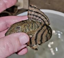 L397 red tiger pleco 4'
