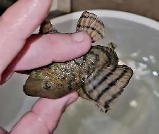 L397 red tiger pleco 4' - Photo 2