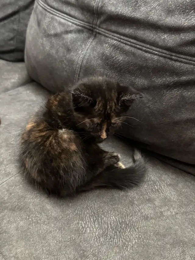 Rehoming kitten