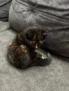 Rehoming kitten
