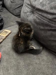 Rehoming kitten - Photo 2