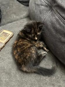 Rehoming kitten - Photo 3
