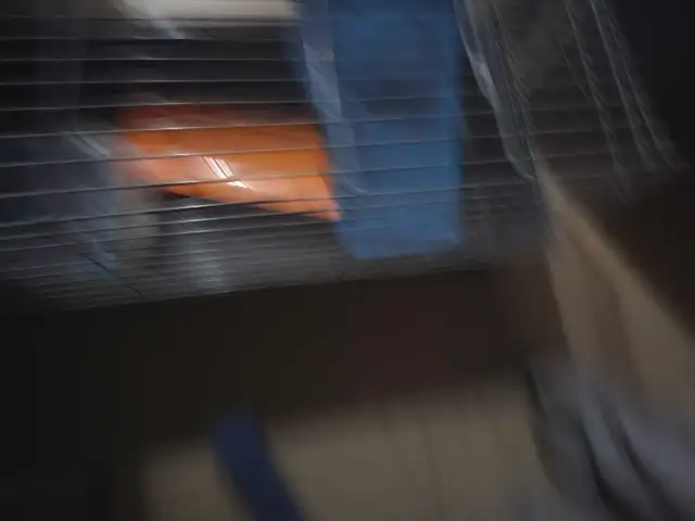rabbit cage