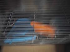 rabbit cage - Photo 2