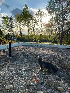 $300 REWARD FOR MISSING CAT