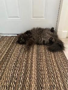 $300 REWARD FOR MISSING CAT - Photo 2