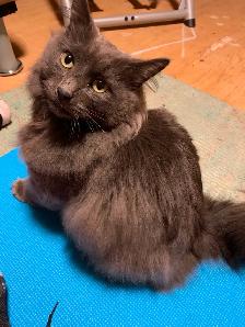 $300 REWARD FOR MISSING CAT - Photo 3