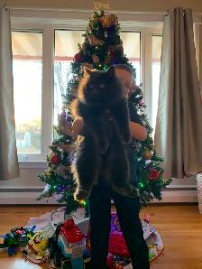 $300 REWARD FOR MISSING CAT - Photo 4