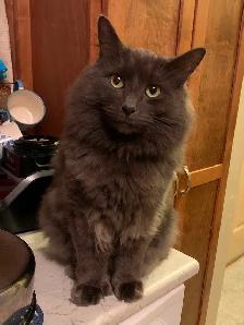 $300 REWARD FOR MISSING CAT - Photo 5
