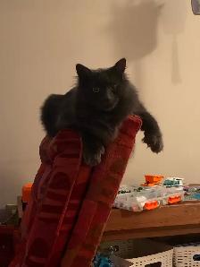 $300 REWARD FOR MISSING CAT - Photo 6