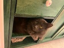 $300 REWARD FOR MISSING CAT - Photo 7