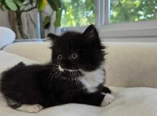 Chaton sibérien hypoallergene - Photo 4