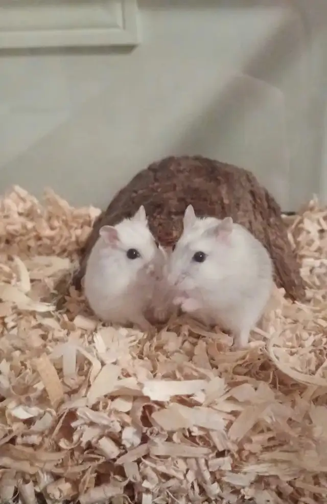 Winter White Dwarf Hamsters (friendly & social)