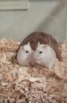 Winter White Dwarf Hamsters (friendly & social)