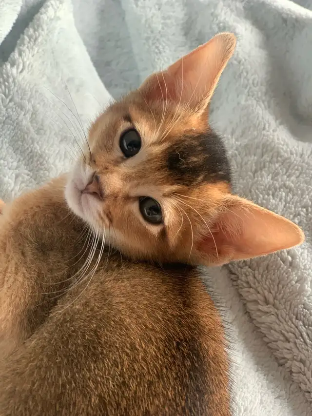 ABYSSINIAN KITTENS / CHATON ABYSSIN