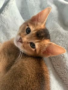 ABYSSINIAN KITTENS / CHATON ABYSSIN