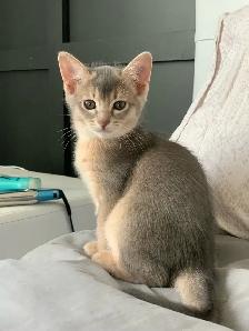 ABYSSINIAN KITTENS / CHATON ABYSSIN - Photo 2