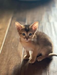 ABYSSINIAN KITTENS / CHATON ABYSSIN - Photo 3