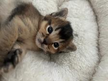 ABYSSINIAN KITTENS / CHATON ABYSSIN - Photo 4