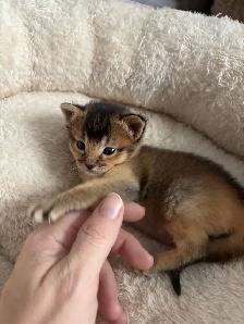 ABYSSINIAN KITTENS / CHATON ABYSSIN - Photo 5