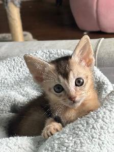 ABYSSINIAN KITTENS / CHATON ABYSSIN - Photo 6