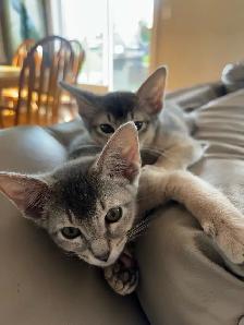 ABYSSINIAN KITTENS / CHATON ABYSSIN - Photo 8