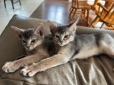 ABYSSINIAN KITTENS / CHATON ABYSSIN - Photo 9